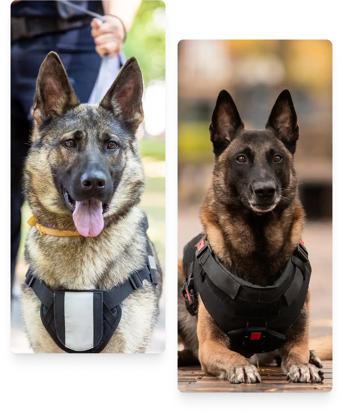 Seguridad con Medio Canino - Aplicaciones estratégicas