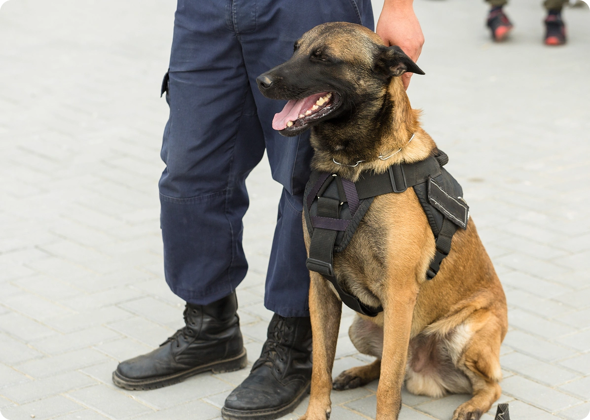 Seguridad canina contáctanos