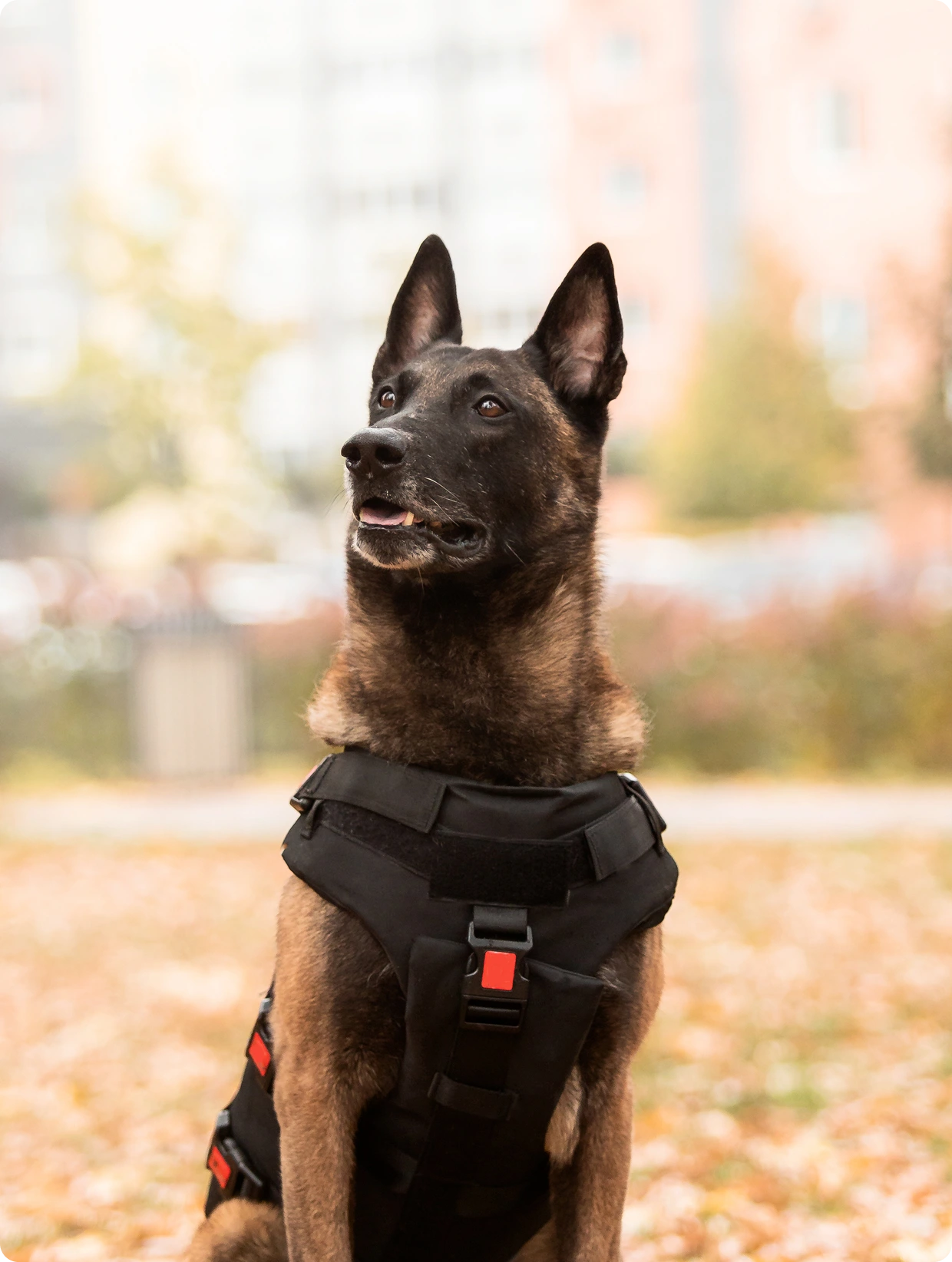 Seguridad con Medio Canino: Operación responsable